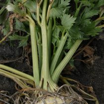 celery root