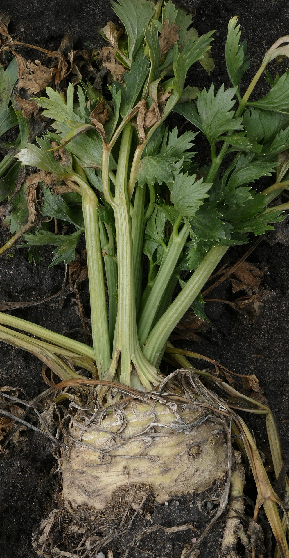 celery root
