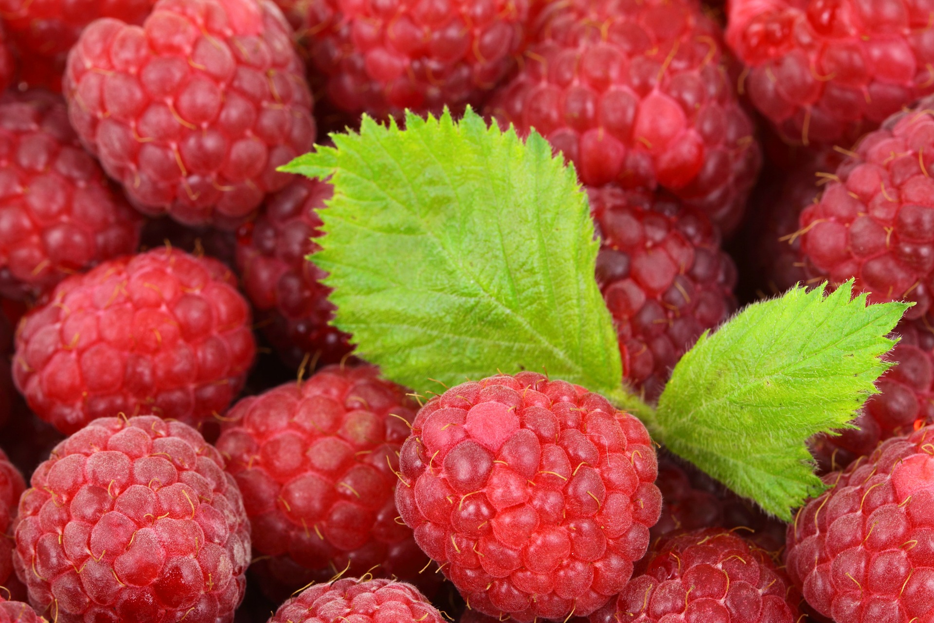 raspberry